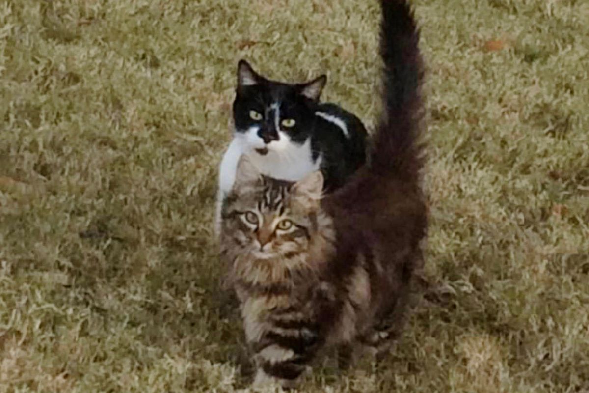 Feral Cat Brings Her Son to Woman Who Fed Her, and Surprises Her With 4 More...