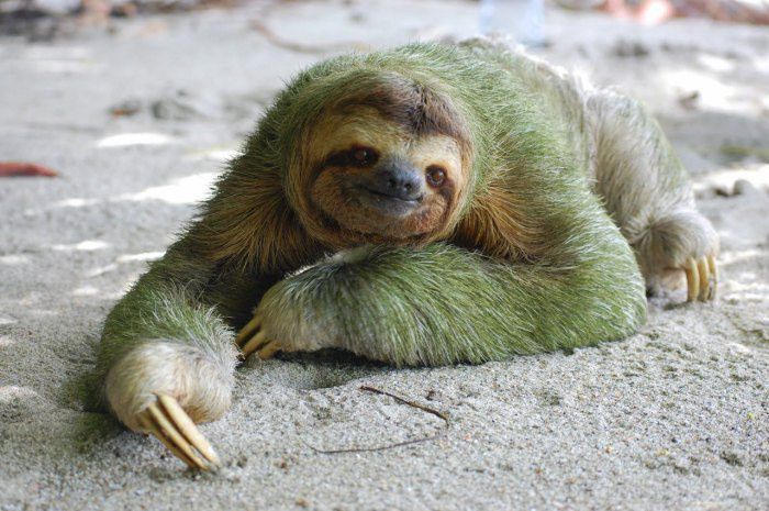 3 toed sloth predators