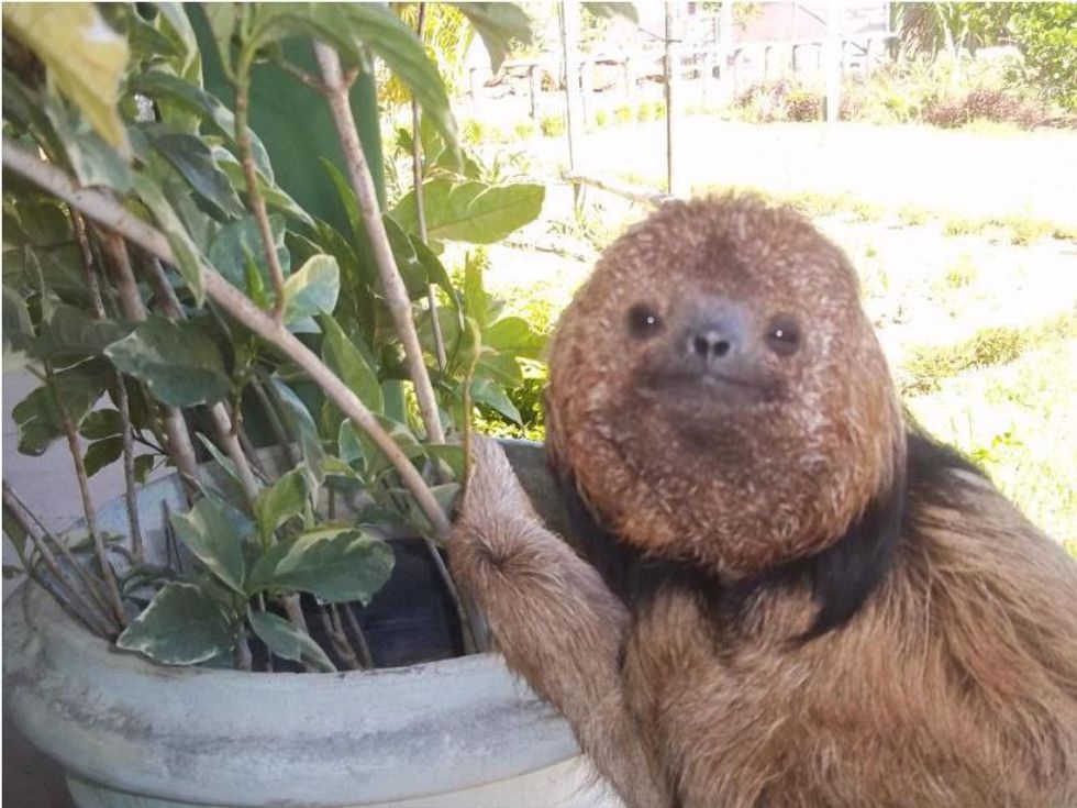 10 Reasons Three-Toed Sloths are Spectacular