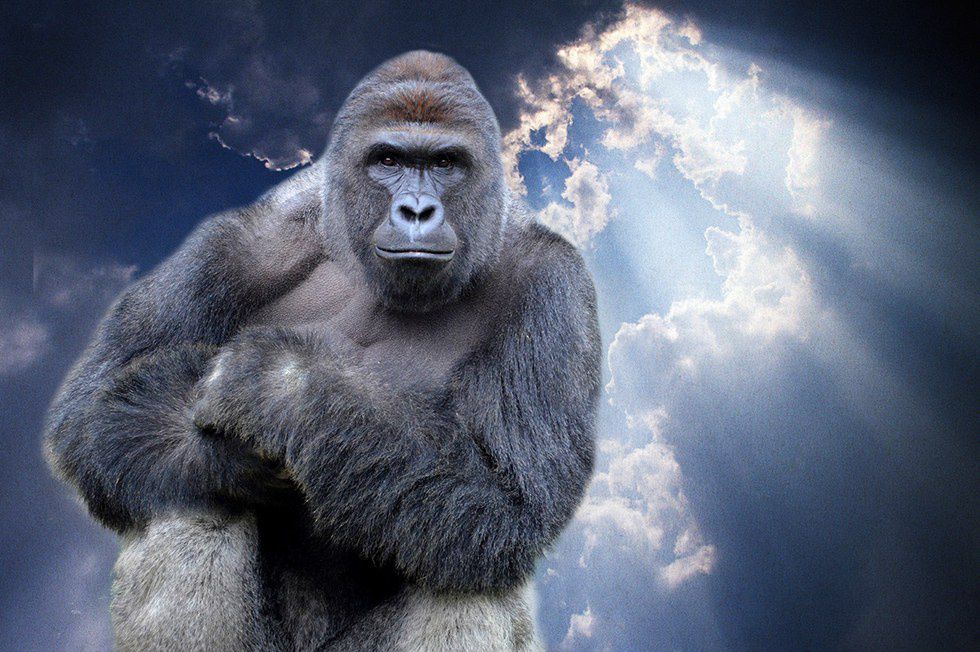 The Real Harambe Story