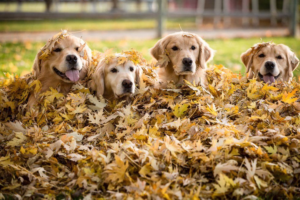 18 Photos Of Puppies Playing In Piles Of Leaves