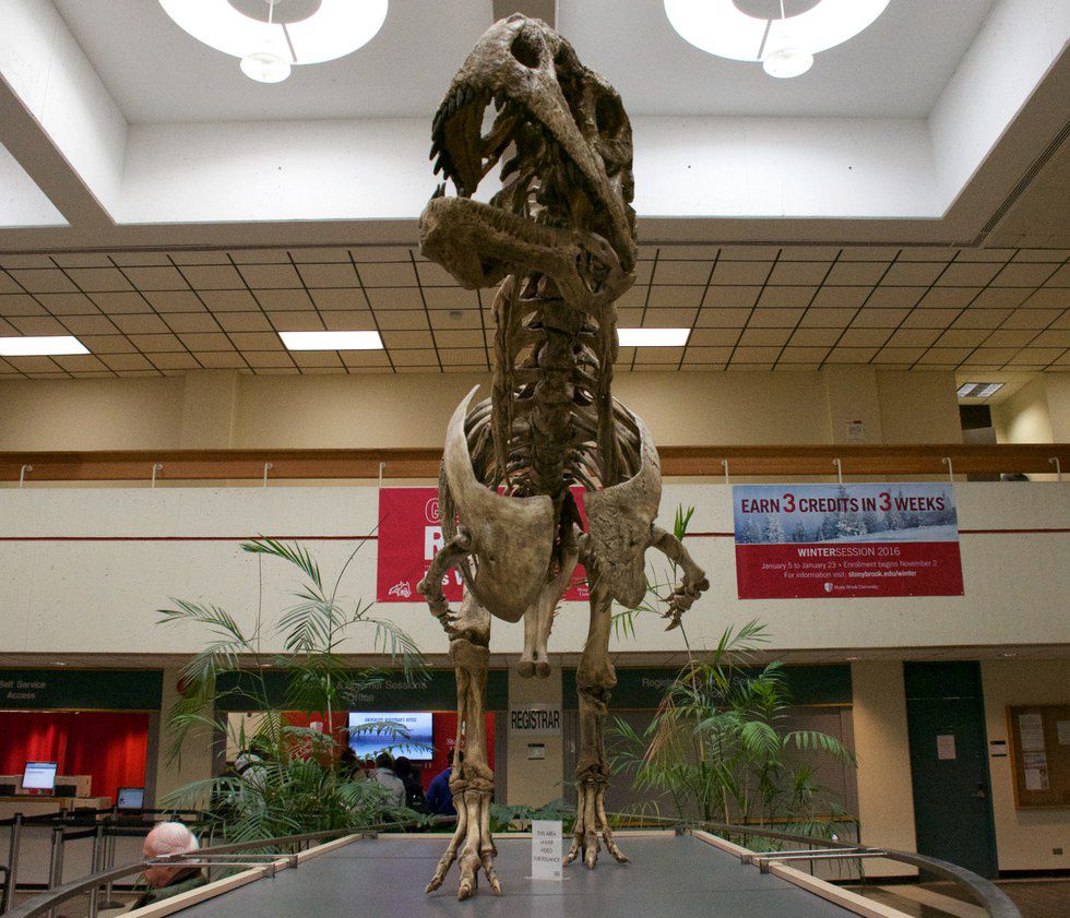 majungasaurus skeleton