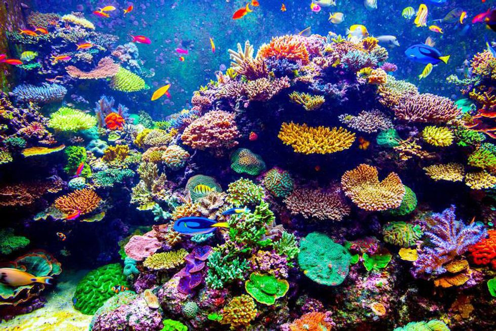 4 Reasons Why We Should Care About Our Coral Reefs