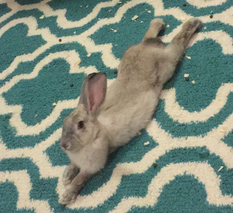 12 Things I Learned From My Therapy Rabbit