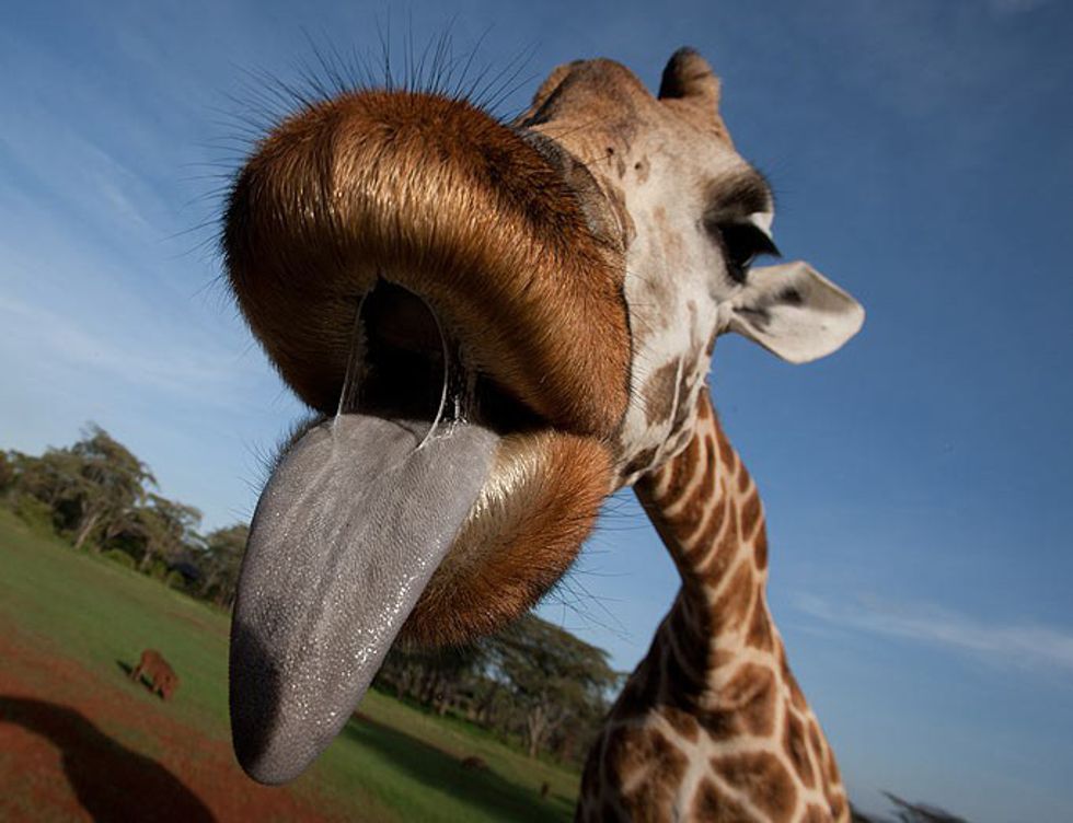 15 Reasons Why I Love Giraffes