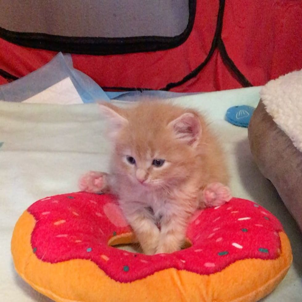 Kitten Obsessed with Donuts Grows Up Guarding Them in These Adorable