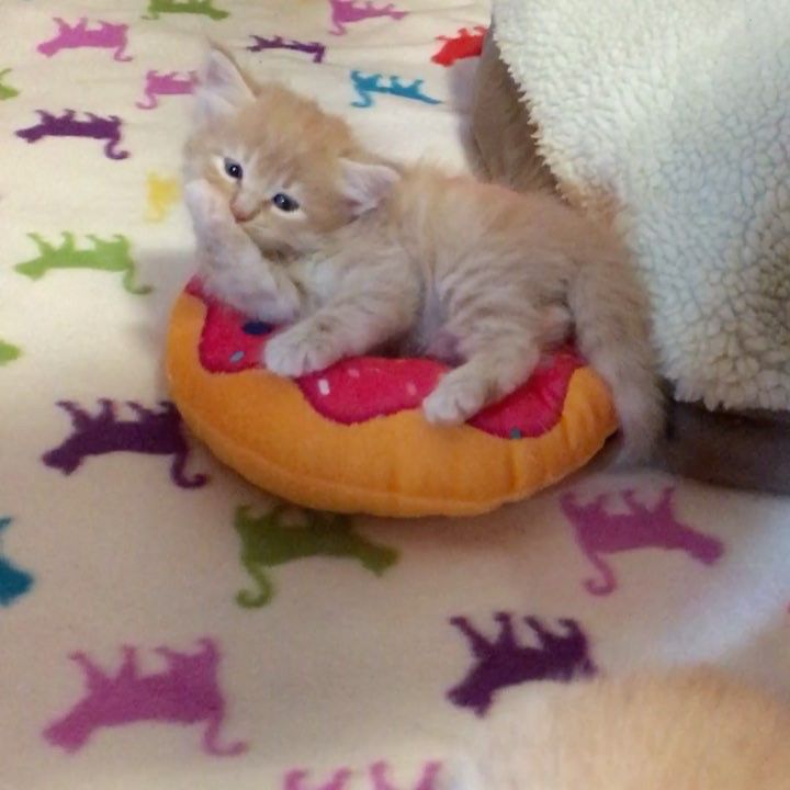 doughnut kitten