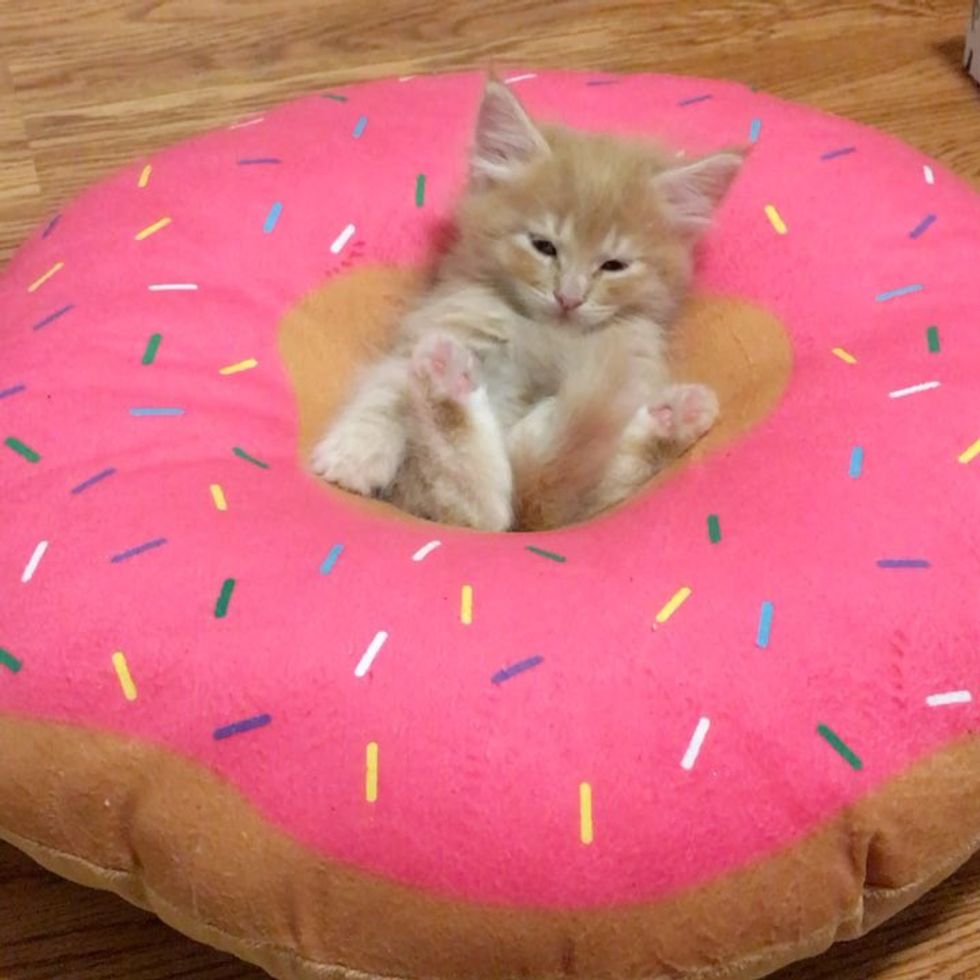 Kitten Obsessed with Donuts Grows Up Guarding Them in These Adorable