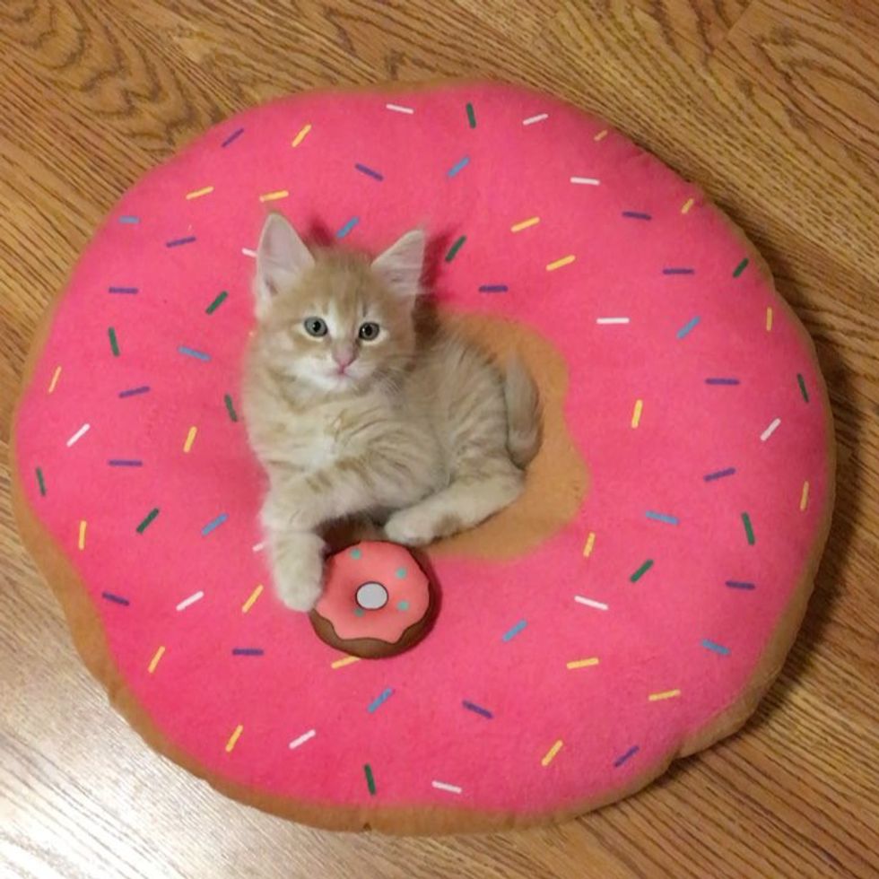 Kitten Obsessed with Donuts Grows Up Guarding Them in These Adorable