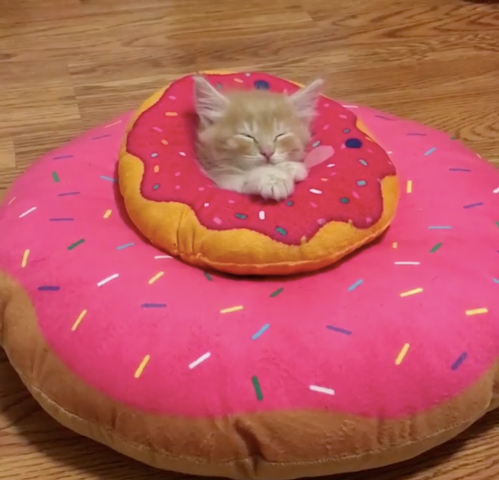 Kitten Obsessed with Donuts Grows Up Guarding Them in These Adorable Pics..  - Love Meow