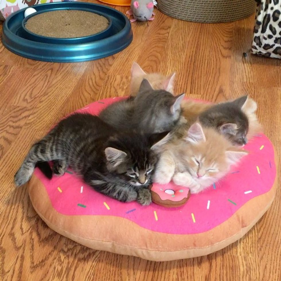 Kitten Obsessed with Donuts Grows Up Guarding Them in These Adorable