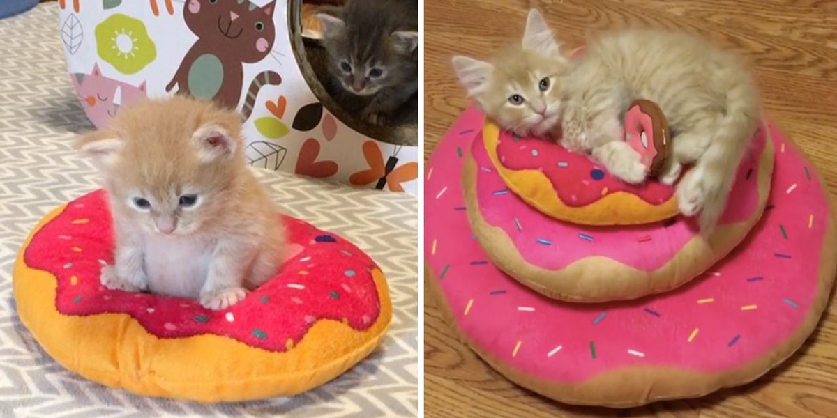 Kitten Obsessed with Donuts Grows Up Guarding Them in These Adorable