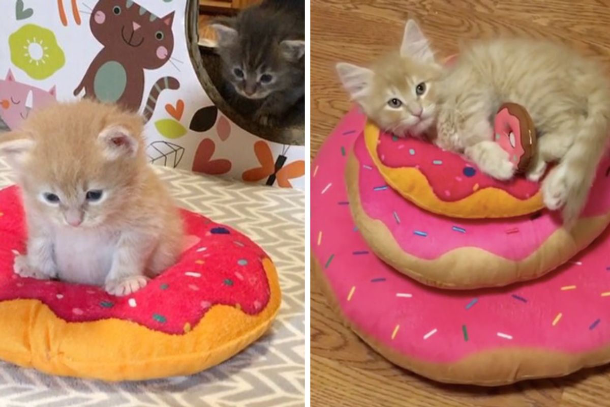 Kitten Obsessed with Donuts Grows Up Guarding Them in These Adorable Pics..