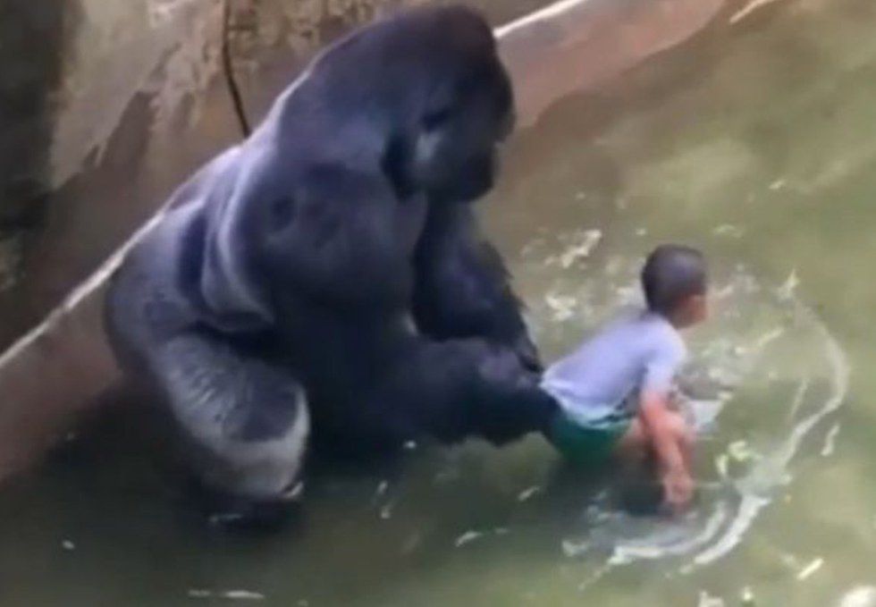 Six Little Known Facts About Harambe