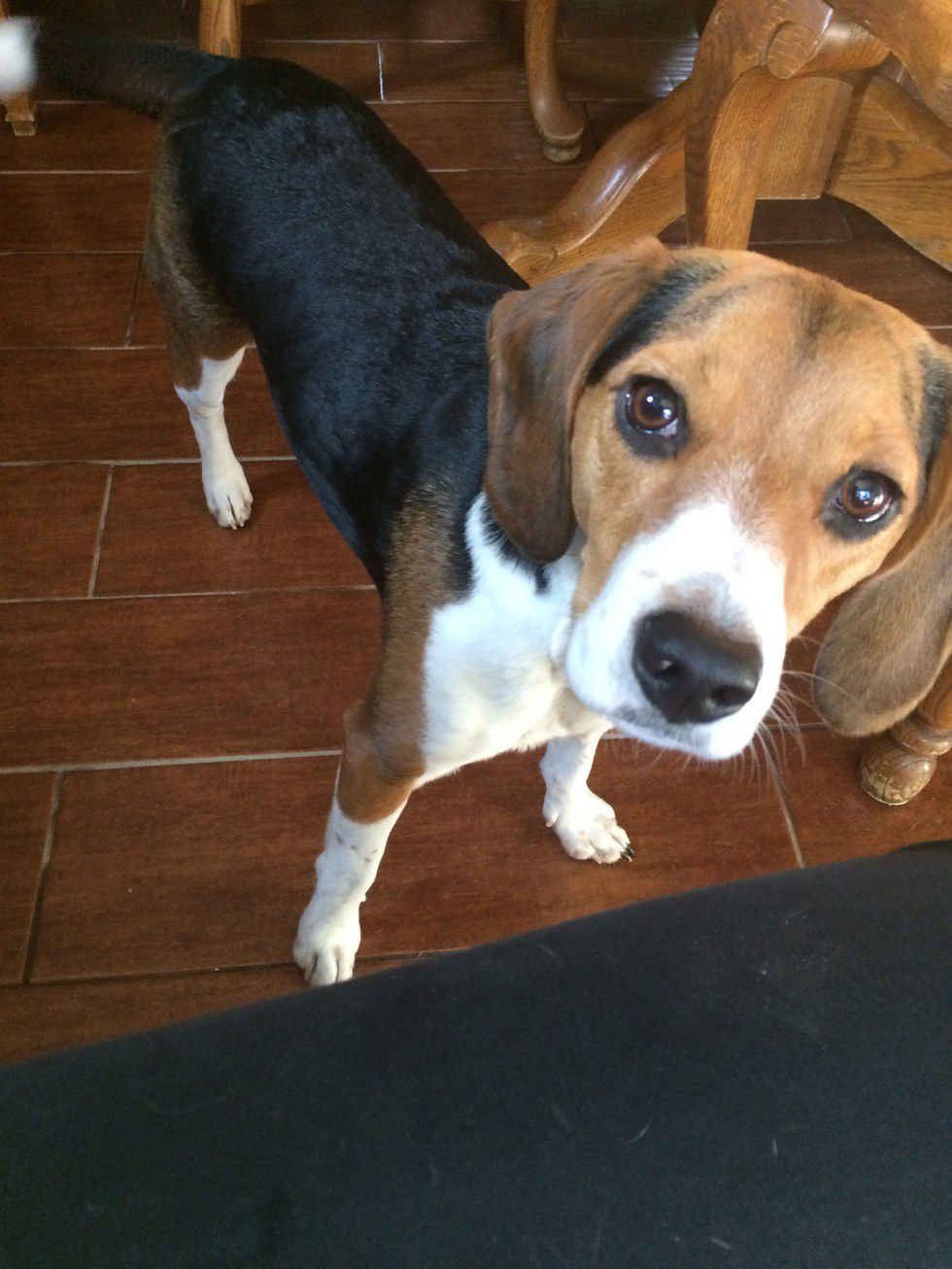 Beagles Are The Best Dog Breed