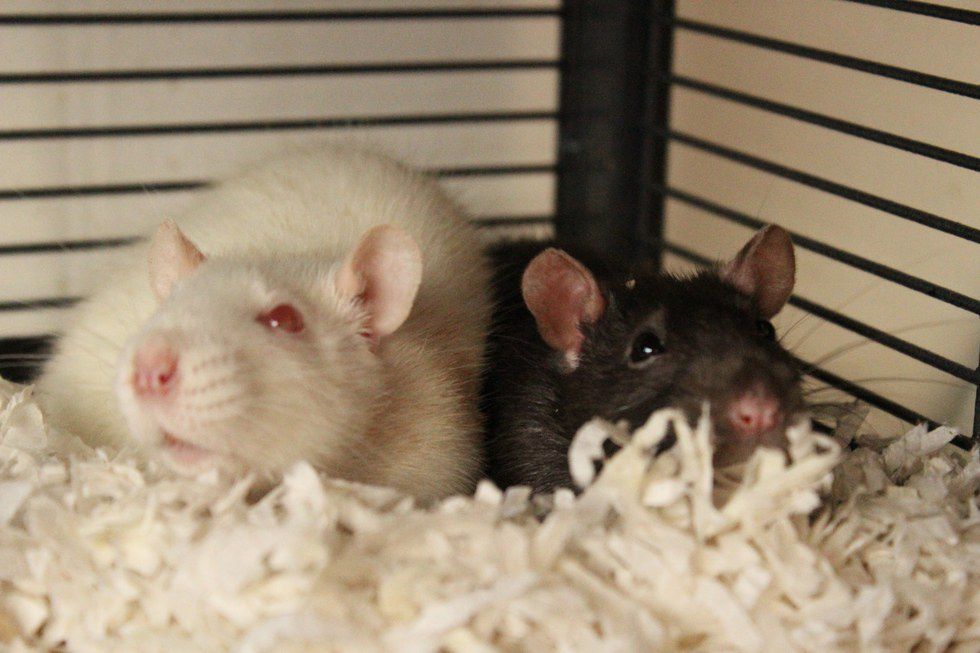 10 Reasons Why Pet Rats Are The Perfect Pet For A College Student