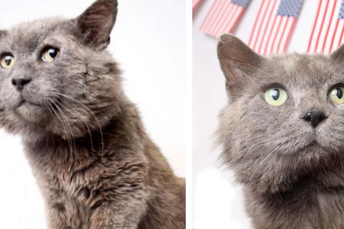 Cat with Chubby Cheeks Lets Out Loudest Purr When He Feels Loved After 9 Years...