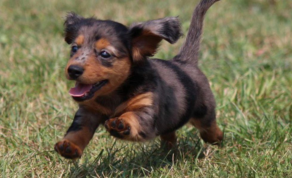 Puppies For Sale In Rhode Island
