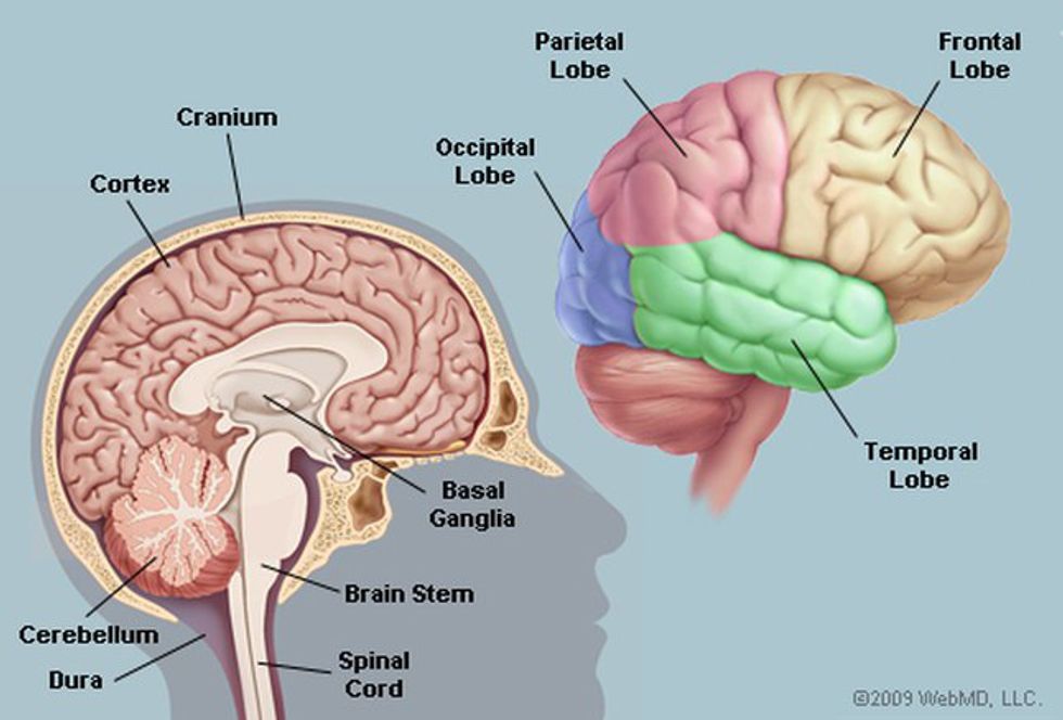 a-look-inside-the-brain