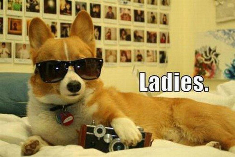 7 Times Corgi Memes Got You Through Your Day