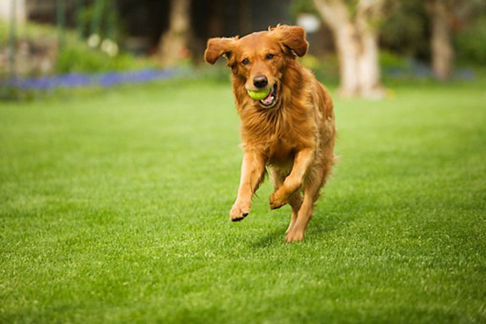 11 Reasons Why Golden Retrievers Are Perfect