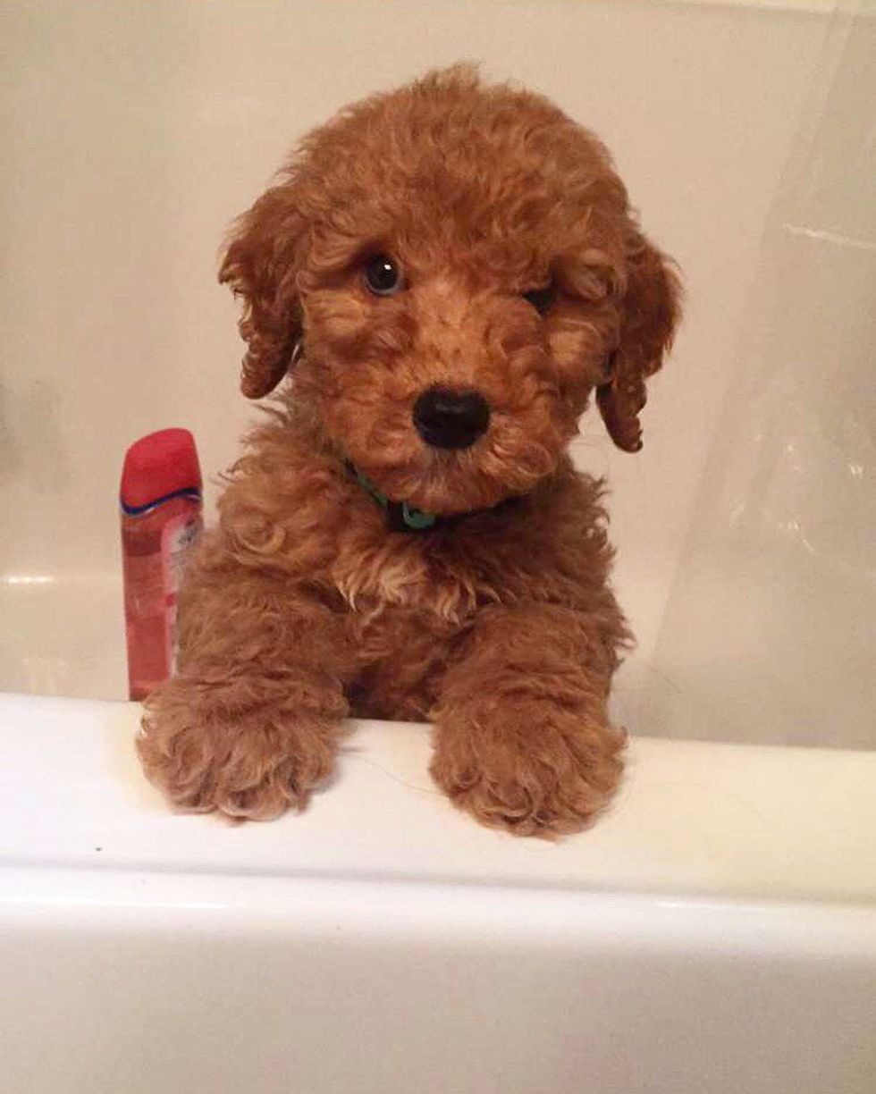 12 Reasons Everyone Should Own A Dog In College