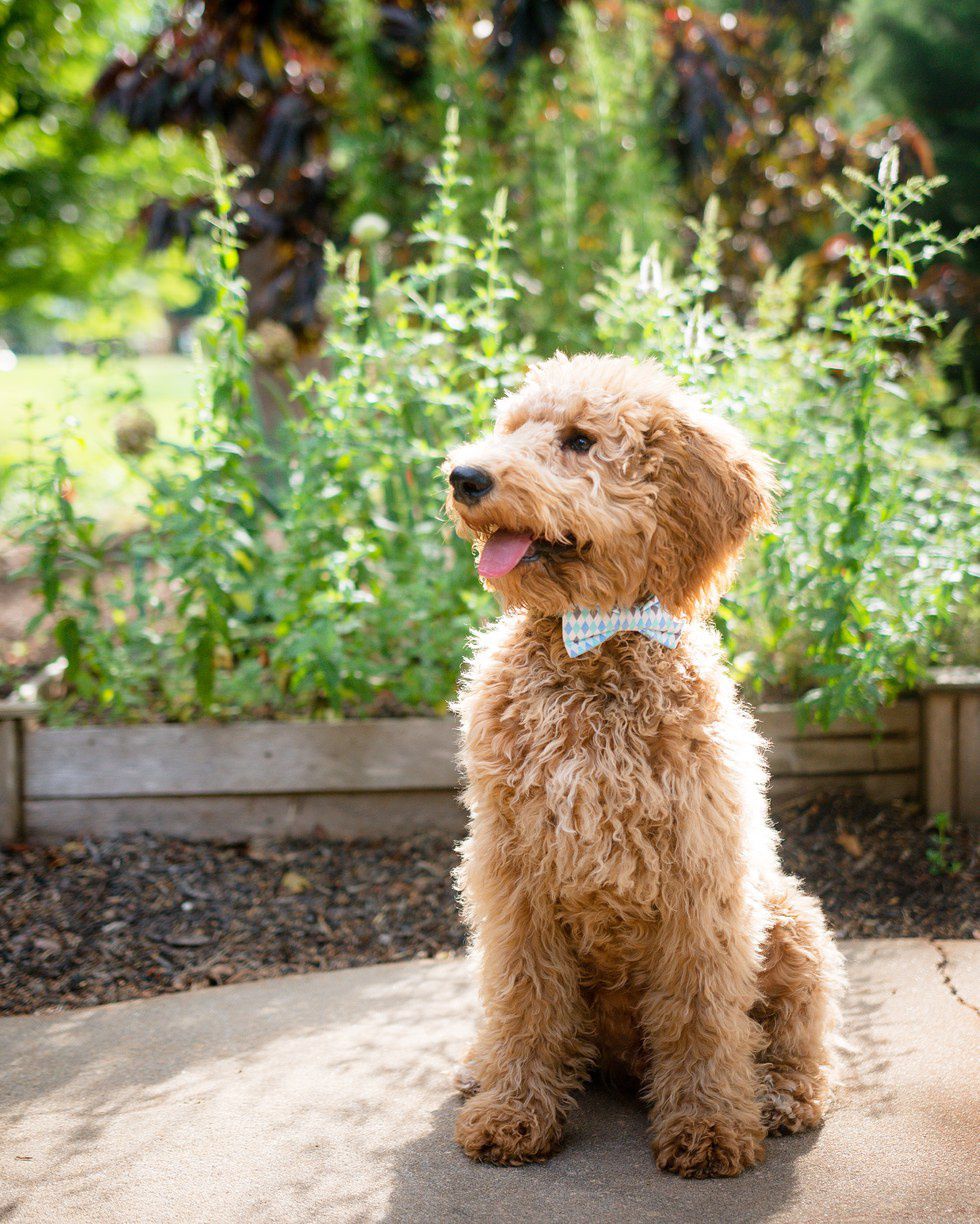 12 Reasons Everyone Should Own A Dog In College