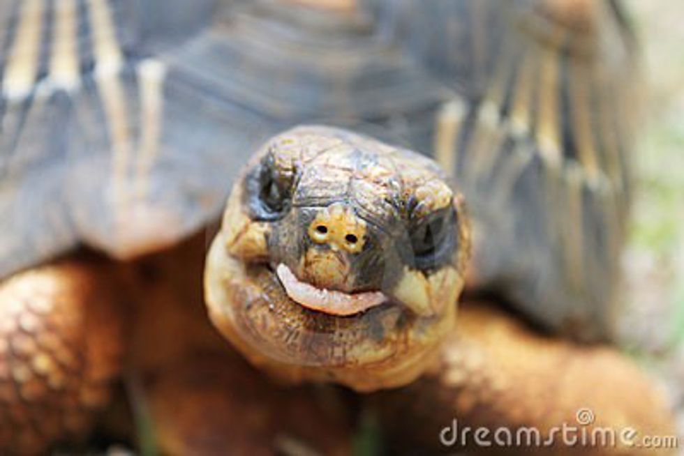 10 Reasons Why Tortoises are Awesome Pets