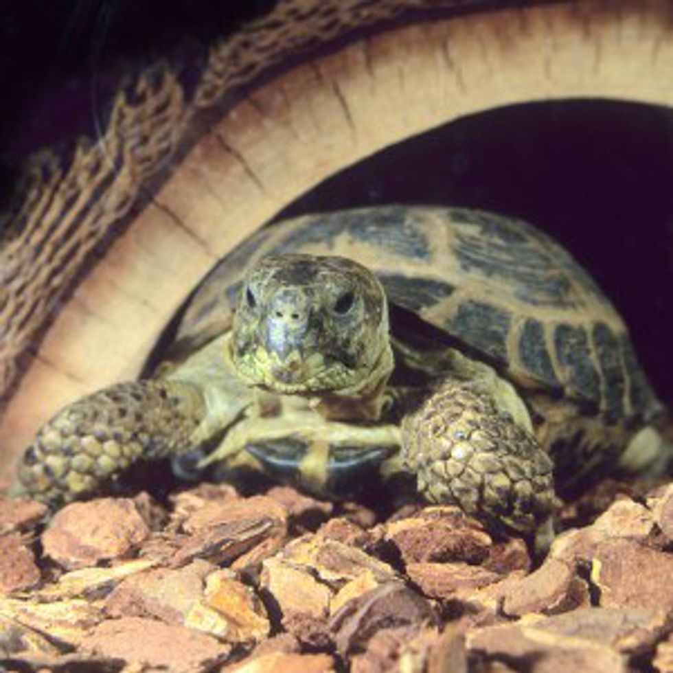 10 Reasons Why Tortoises are Awesome Pets