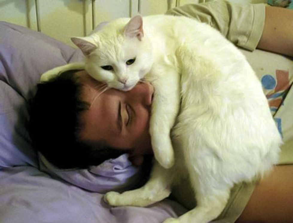 7-reasons-why-cats-are-the-best-companions