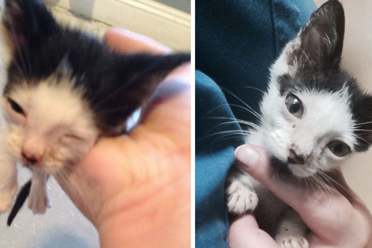 Family Surprised to Find Kitten Wrapped in Napkin on Their Doorstep, Now a Few Weeks Later...