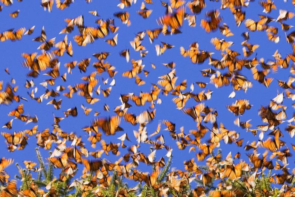 12 Facts You Didn't Know About Butterflies