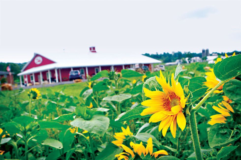 5 Sunflower Fields To Visit In Maryland