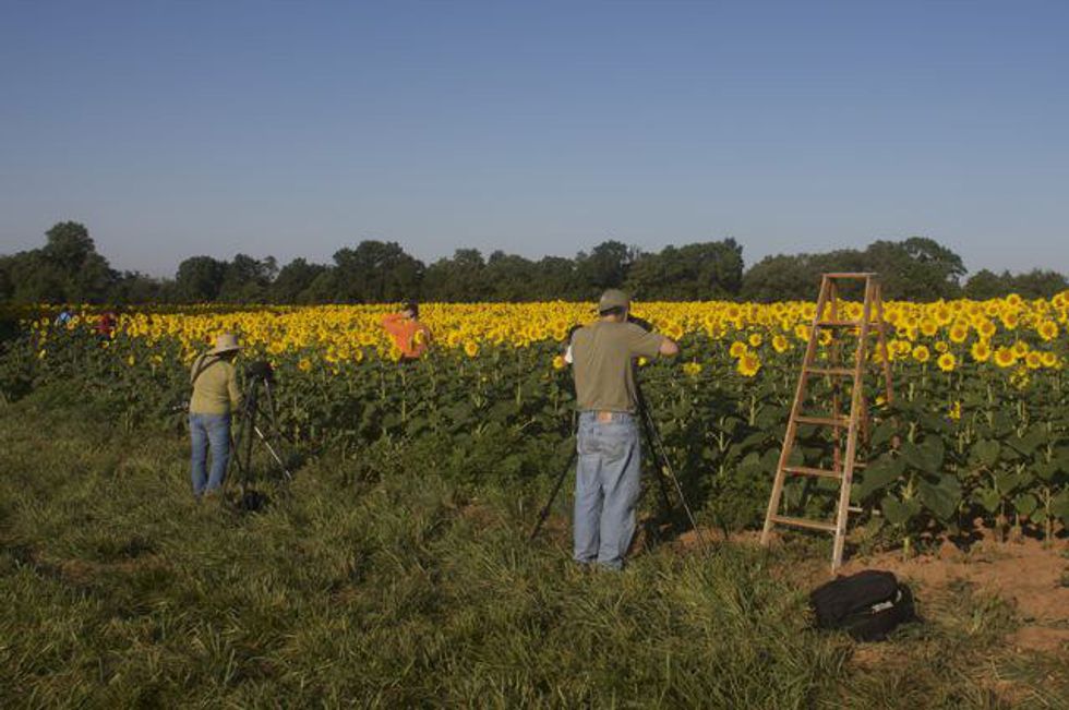 5 Sunflower Fields To Visit In Maryland