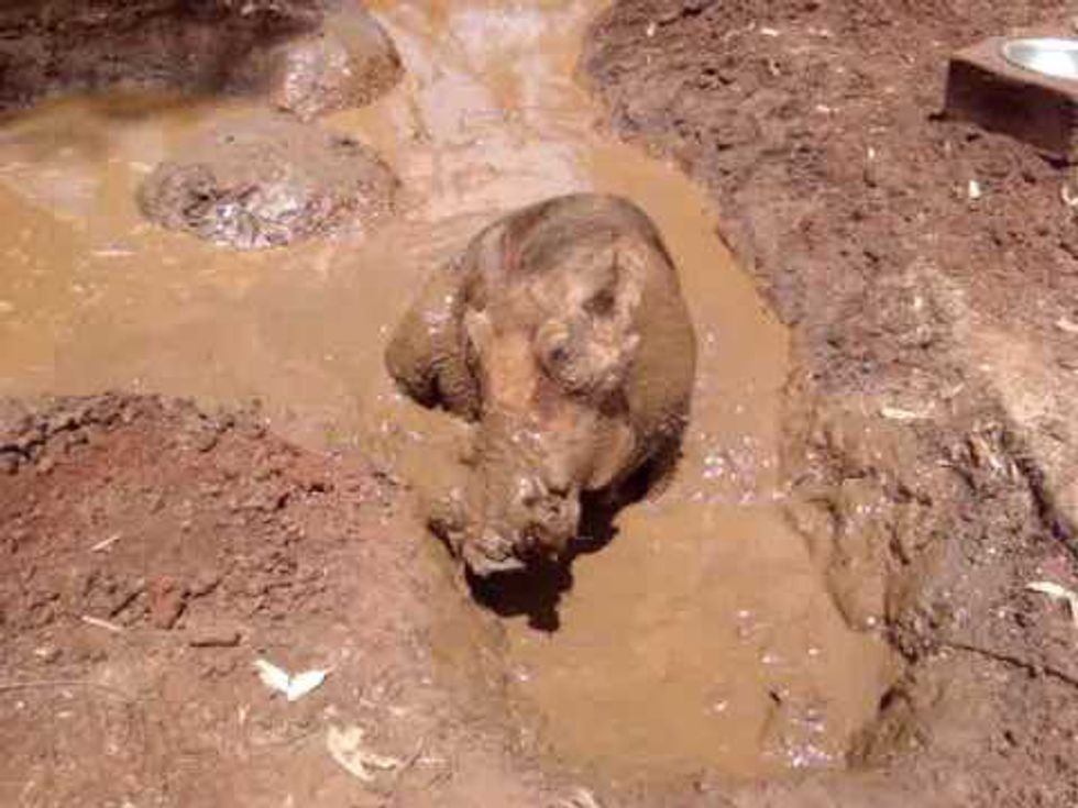 Why Warthogs Make Excellent Pets