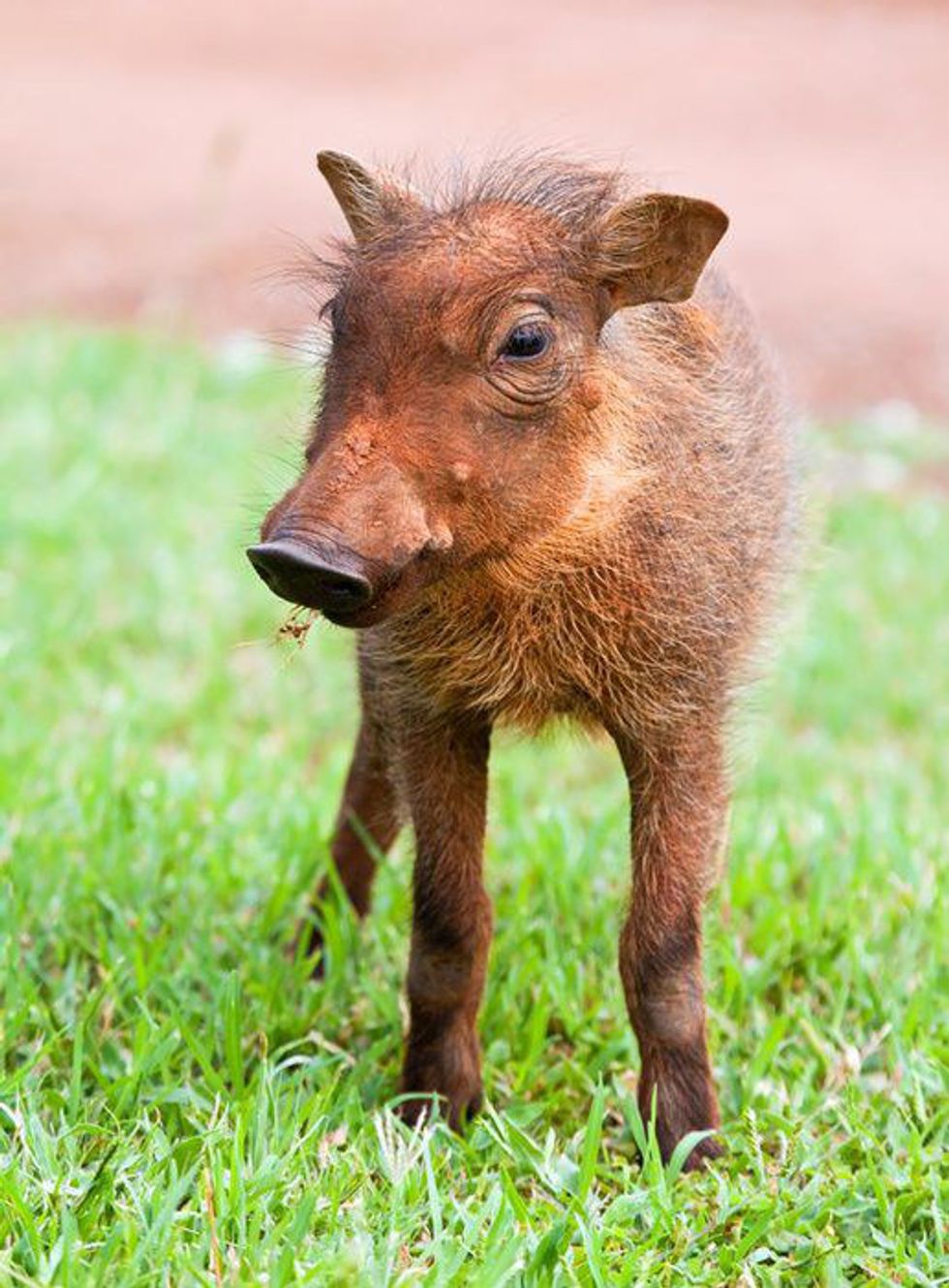 Why Warthogs Make Excellent Pets