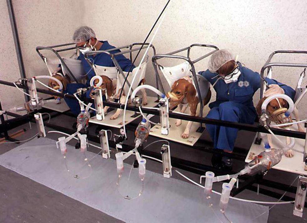 Animal Testing For Cosmetics Should Be Banned Once And For All