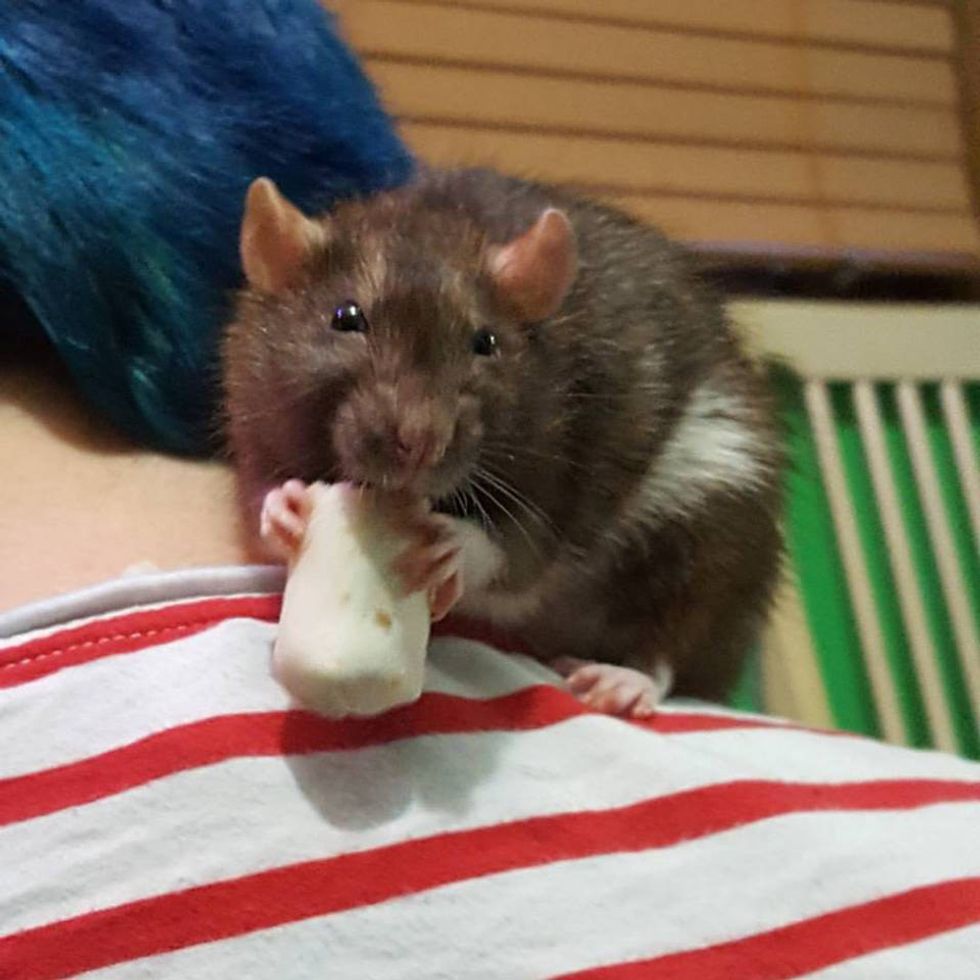 Why Rats Are Actually The Best Pets To Have