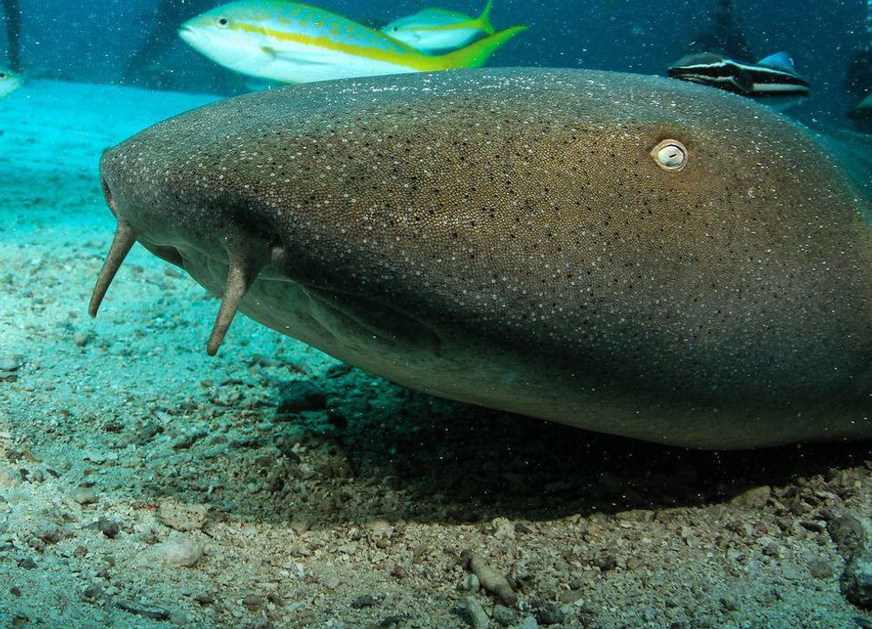 7 Things You Didn't Know About Sharks