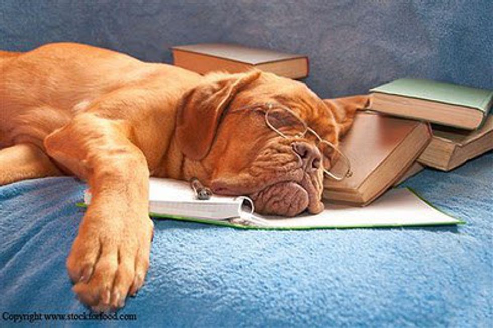 10-tired-dogs-that-perfectly-describe-your-inner-sleepyhead