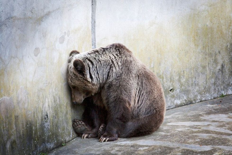 Why I Will Never Support Zoos Or Aquariums