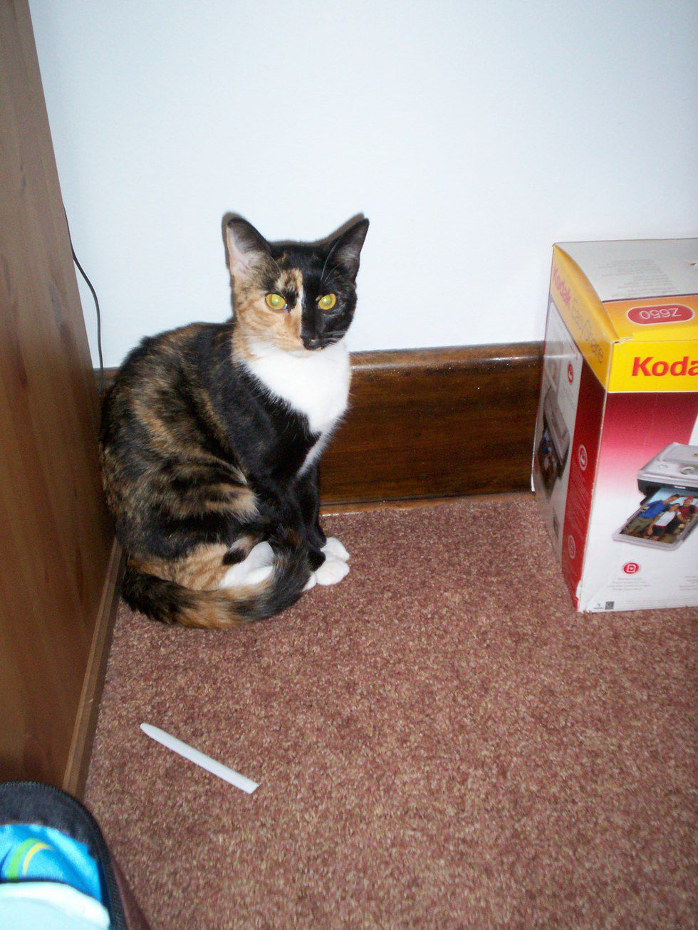 OCD Obsessive Cat Disorder