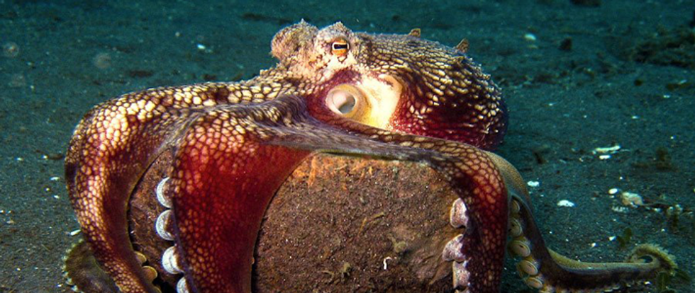 8 Coolest Octopods In The Oceans