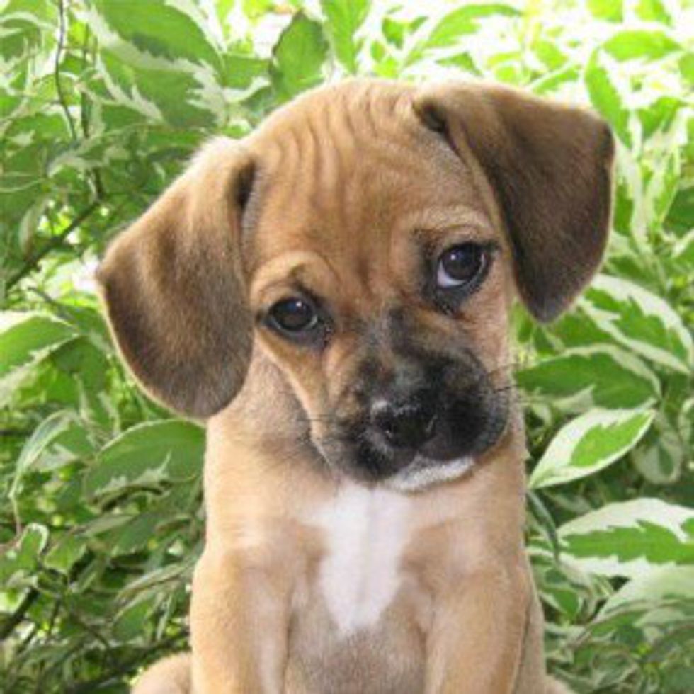 11 Of The Cutest Mixed Breed Puppies 11 Of The Cutest Mixed Breed Puppies