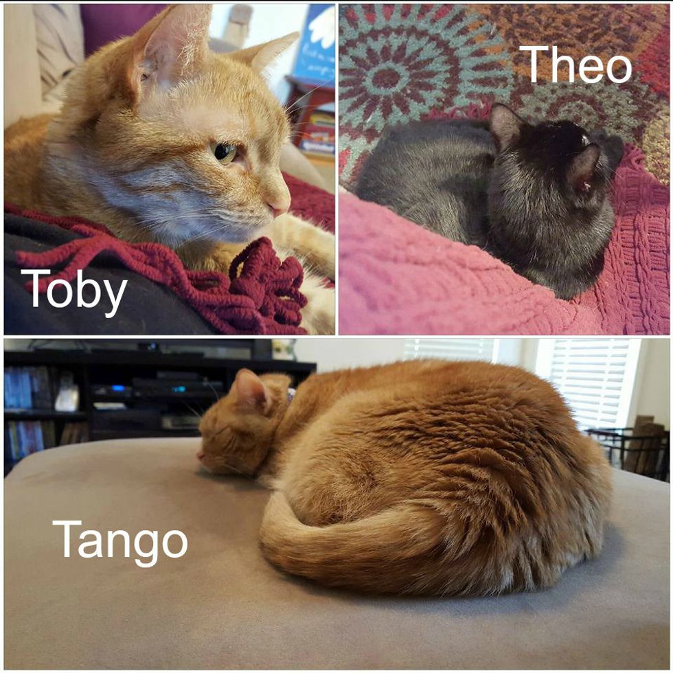 10 Signs Your Cat Owns You