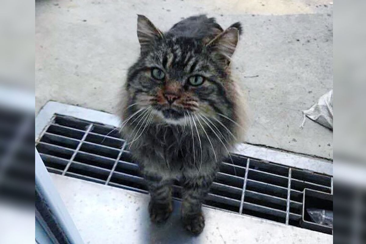 Neighborhood Cat Shows Up at Woman’s Home for Food and Help - She Can’t Leave Him Outside…
