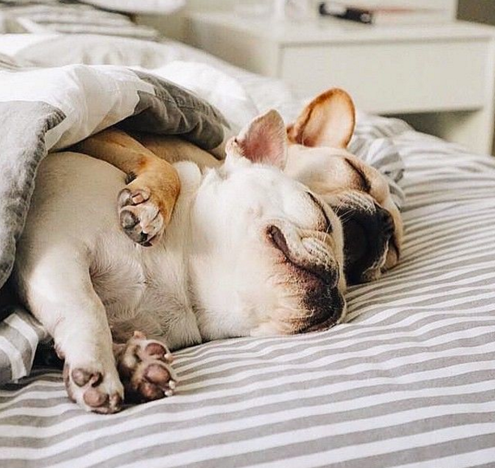 9 Reasons Why Dogs Make The Best Companions