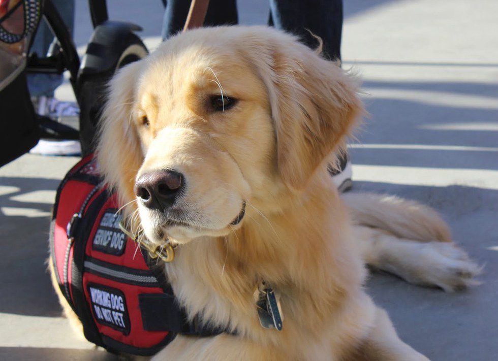 11 Ways To Make A Service Dog Handler s Day 11-ways-to-make-a-service-dog-handler-s-day