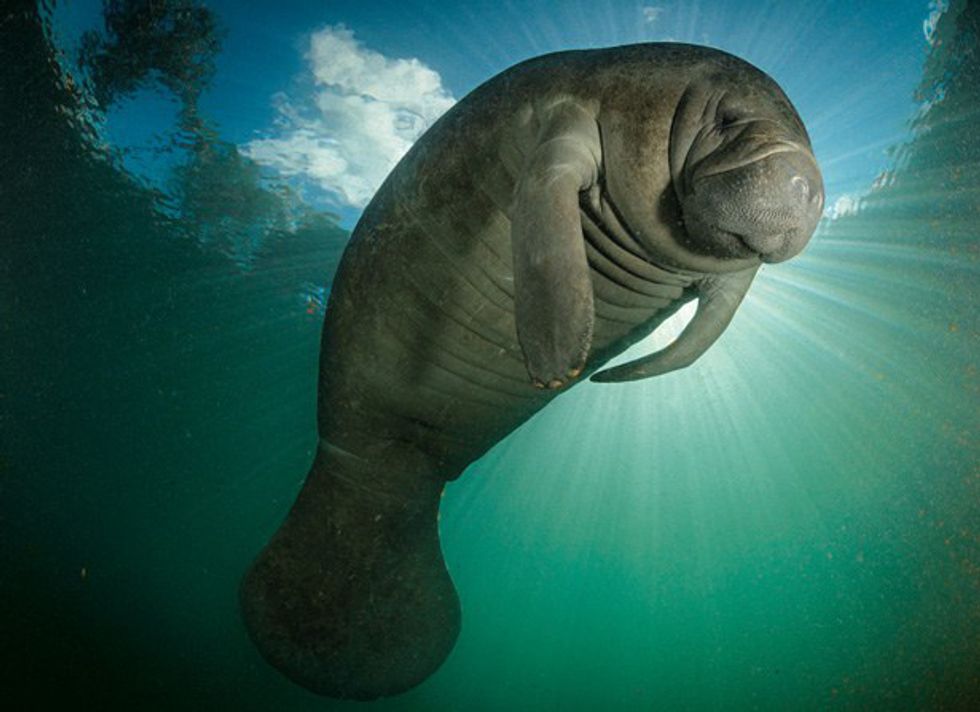 Manatees Florida's Gentle Giants And How To Save Them