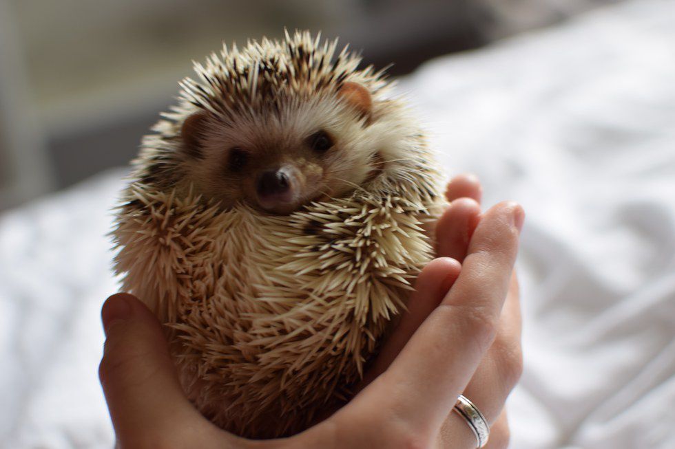 The Absolutely True Guide To Owning A Hedgehog